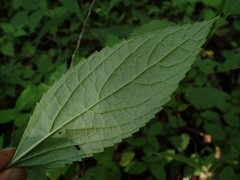 Stachys latidens