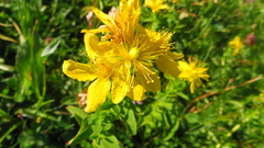 Hypericum maculatum maculatum