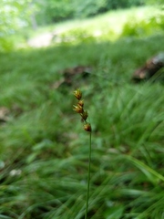 Carex echinodes