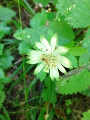 Astrantia