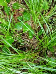 Carex echinodes