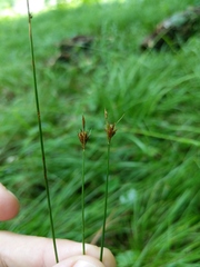 Carex echinodes