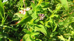Hypericum maculatum maculatum