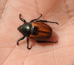 Anisoplia austriaca