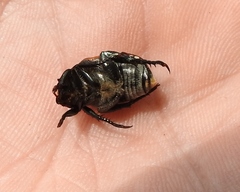 Anisoplia austriaca