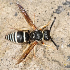 Ancistrocerus waldenii