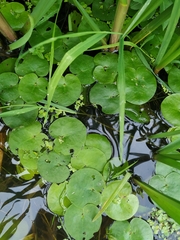 Hydrocharis morsus-ranae