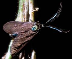 Theresimima ampellophaga