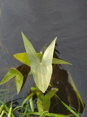 Sagittaria sagittifolia