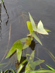 Sagittaria sagittifolia