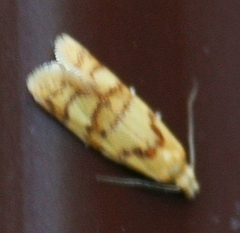 Phtheochroa vitellinana