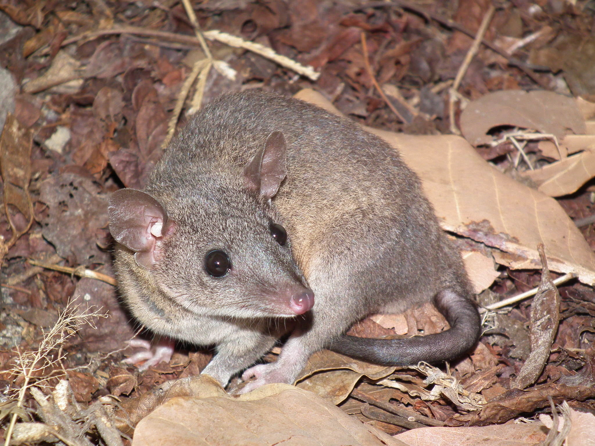 Monodelphis domestica (Wagner, 1842)