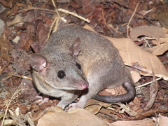 Gray Short-Tailed Opossum photo 3