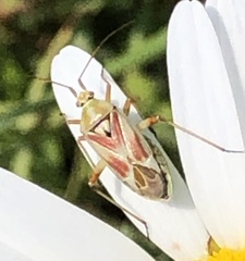 Calocoris roseomaculatus roseomaculatus