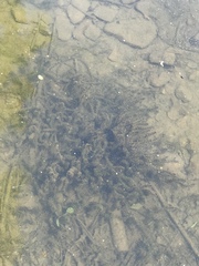 Hydrilla verticillata
