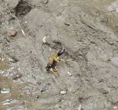 Sceliphron destillatorium