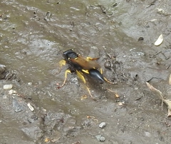 Sceliphron destillatorium