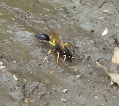 Sceliphron destillatorium