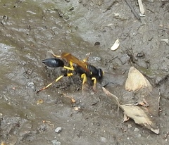 Sceliphron destillatorium