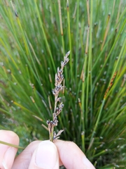 Machaerina juncea