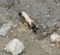 Sceliphron destillatorium