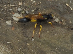 Sceliphron destillatorium