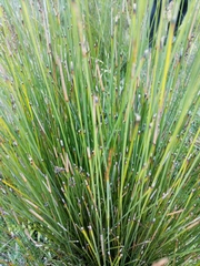 Machaerina juncea