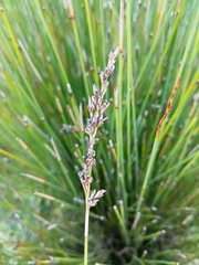 Machaerina juncea