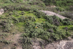 Lachenalia quadricolor