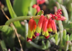 Lachenalia quadricolor