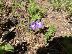 Scutellaria brittonii
