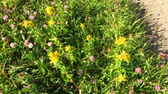 Hypericum maculatum maculatum