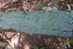 Punctelia missouriensis