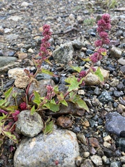Blitum capitatum capitatum