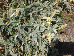 Astragalus nuttallii