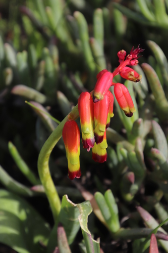 Image of Lachenalia quadricolor by (c) Tony Rebelo, some rights reserved (CC BY-SA)