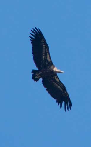 Vautour de Rüppell