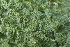 Punctelia missouriensis