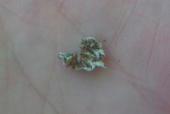 Punctelia missouriensis