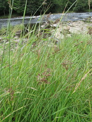 Juncus inflexus