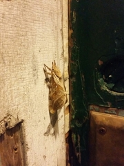 Sthenopis argenteomaculatus