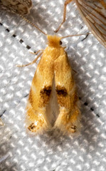 Bucculatrix coronatella