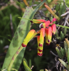 Lachenalia quadricolor