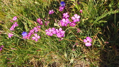 Dianthus pavonius