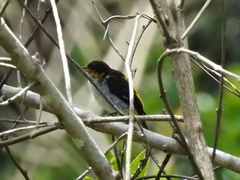 Hemithraupis flavicollis