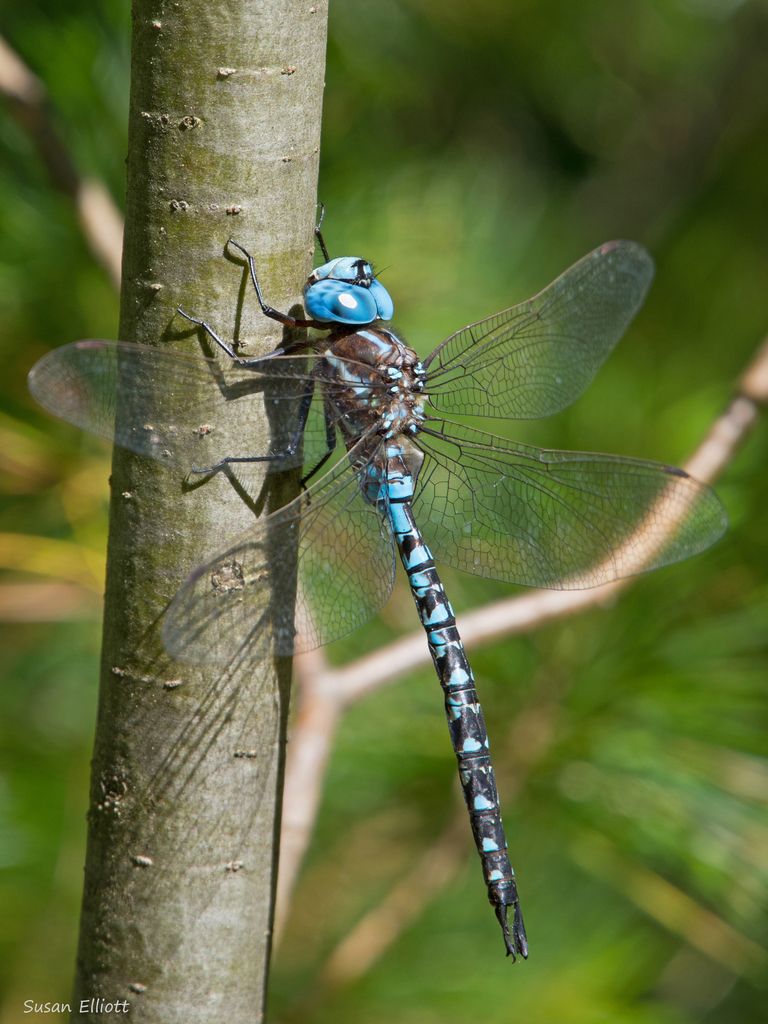 Neotropical Darners