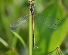 Lestes rectangularis
