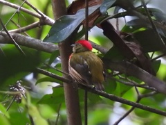 Machaeropterus striolatus