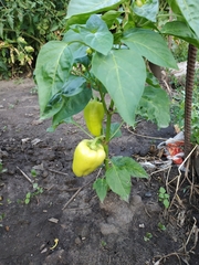 Capsicum annuum annuum