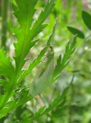 Pseudomallada prasinus